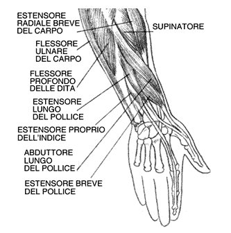 muscoli-avambraccio